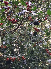 Ilex aquifolium