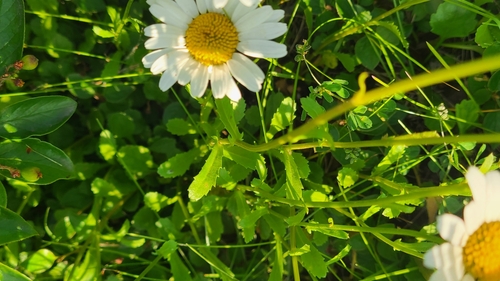 oxeye daisy