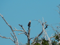 Haliaeetus leucocephalus leucocephalus
