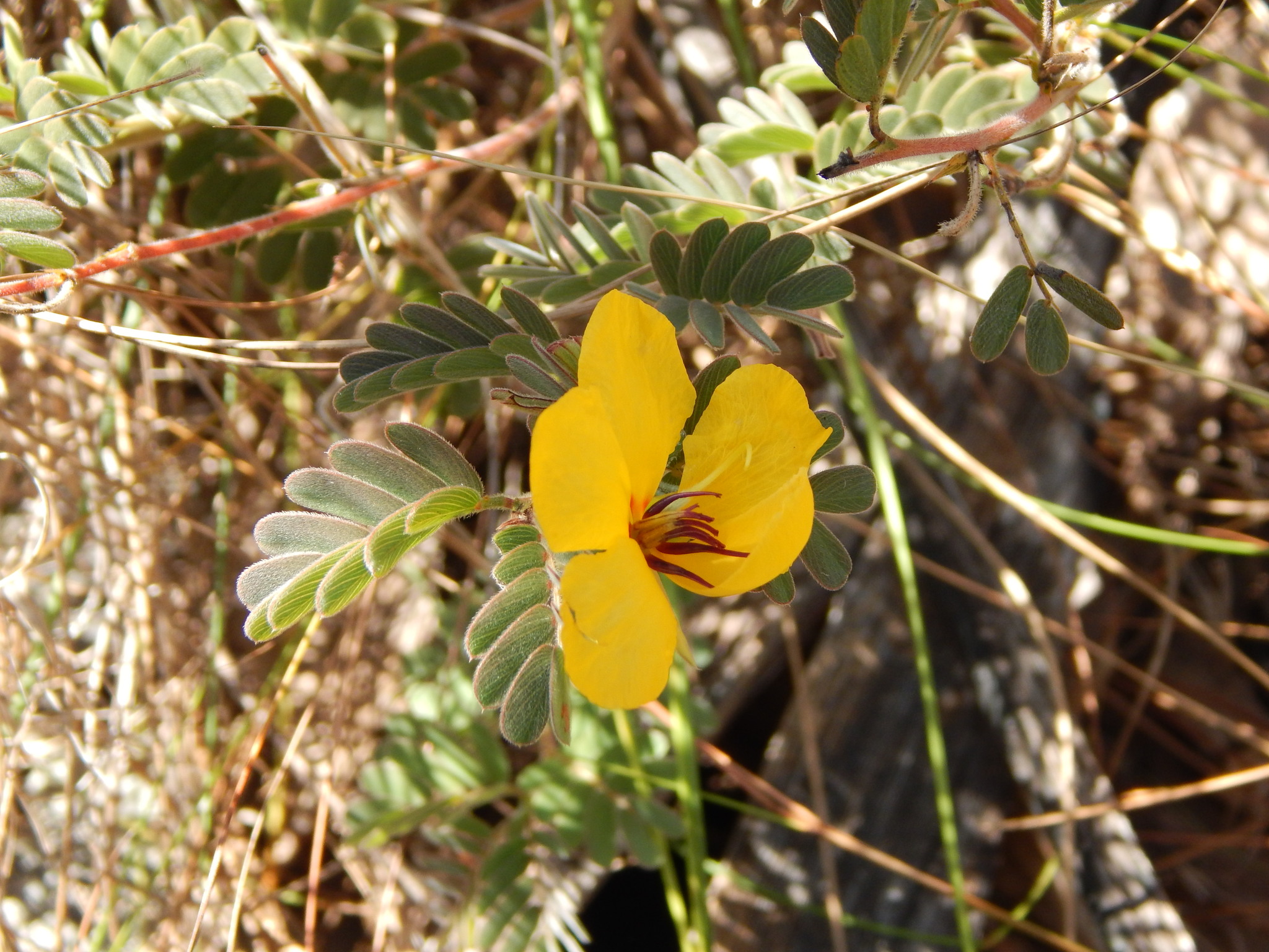 Chamaecrista lineata