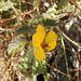 Chamaecrista lineata keyensis - Photo (c) Lydia Cuni,  זכויות יוצרים חלקיות (CC BY-NC-ND), הועלה על ידי Lydia Cuni