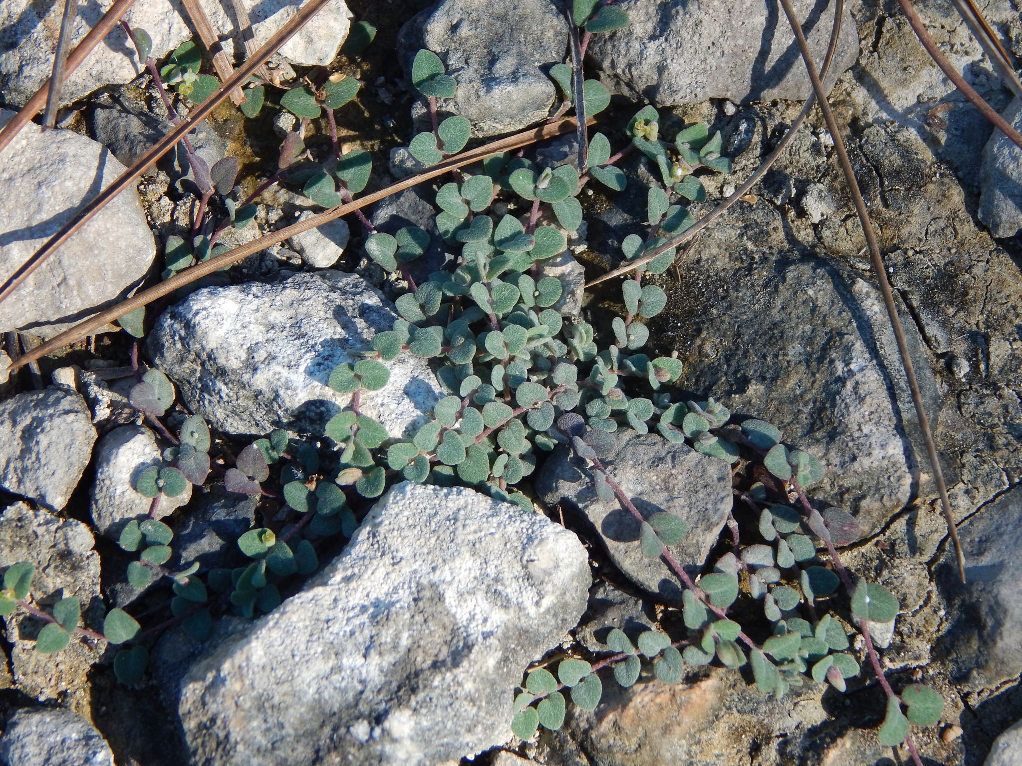Euphorbia deltoidea