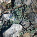Wedge Spurge - Photo (c) Lydia Cuni, some rights reserved (CC BY-NC-ND), uploaded by Lydia Cuni