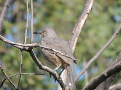 Toxostoma curvirostre