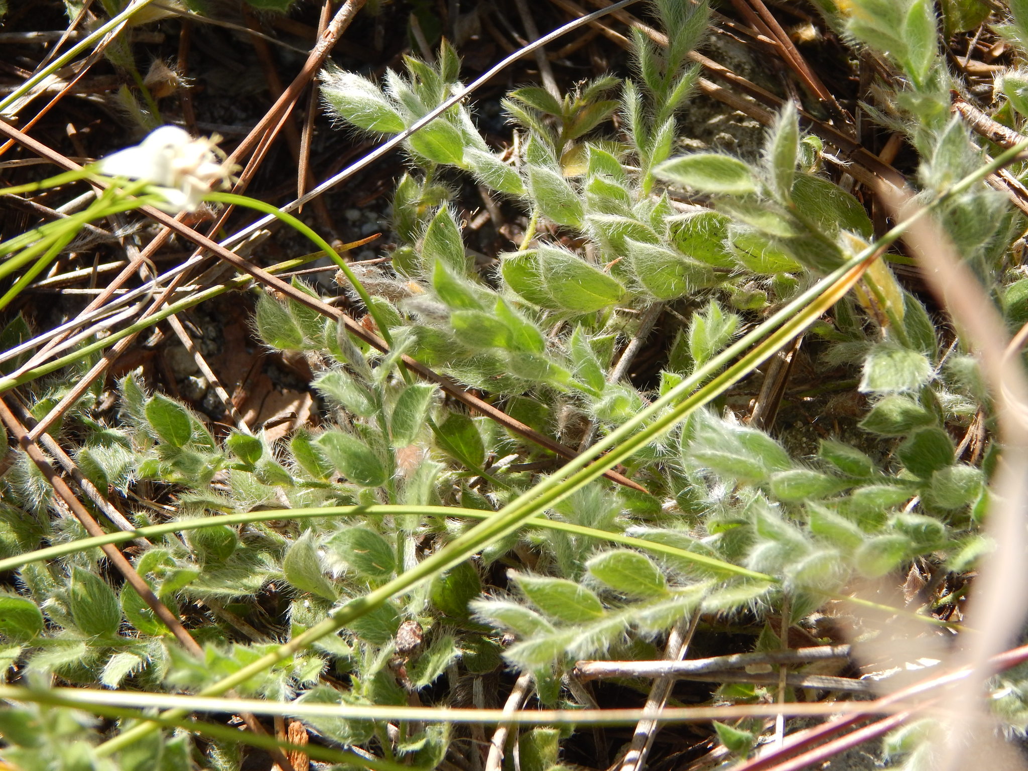 Evolvulus grisebachii