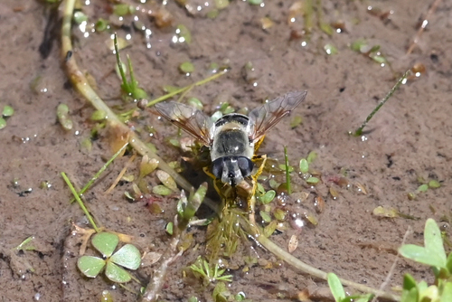 Unknown species found near Owyhee County, ID, USA
