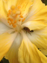 Apis mellifera