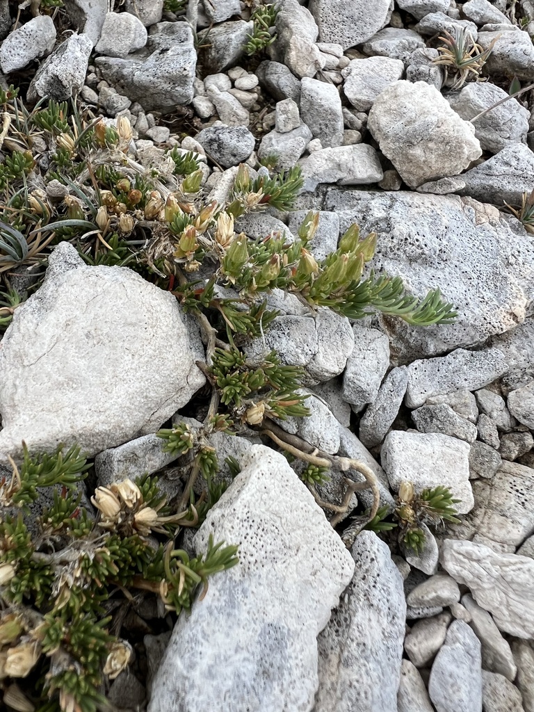 Cherleria handelii