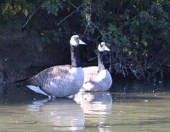 Branta canadensis