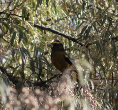 Coccothraustes vespertinus