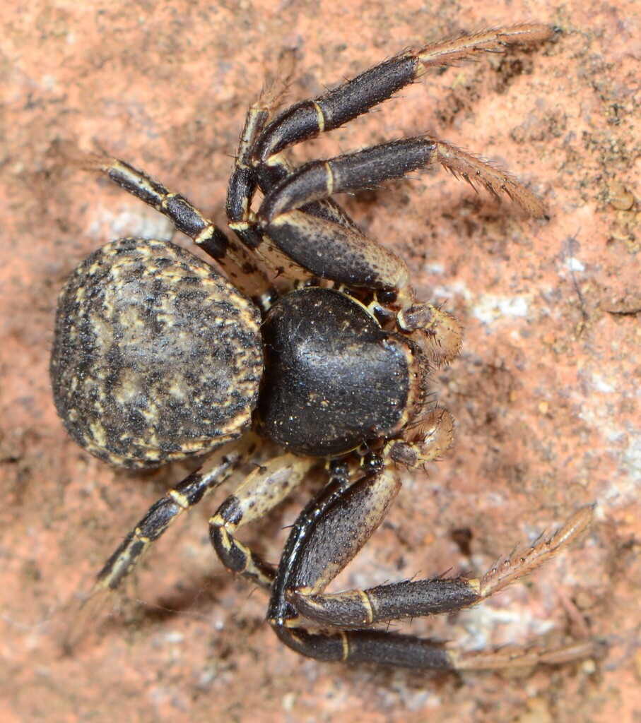 Xysticus fagei