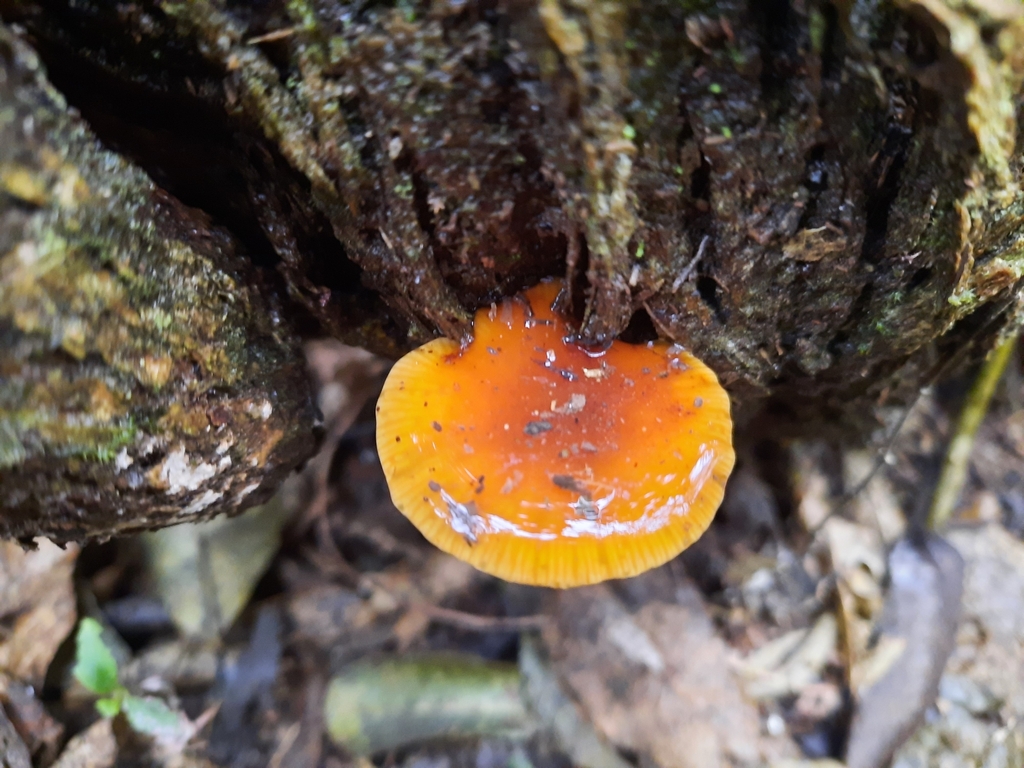 Flammulina velutipes · July 2025 · photo: © maxxrandomnumbers (iNaturalist, cc0)