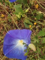 Ipomoea tricolor