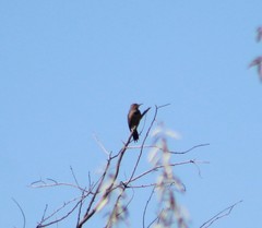 Colaptes auratus
