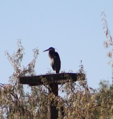 Ardea herodias