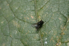 Hydrotaea dentipes
