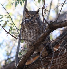 Bubo virginianus