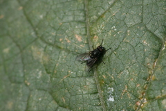 Hydrotaea dentipes