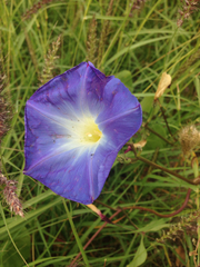 Ipomoea tricolor