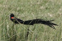 Euplectes progne
