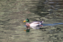 Anas platyrhynchos