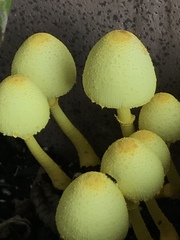Leucocoprinus birnbaumii image