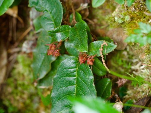 Epigaea asiatica, photograph 3