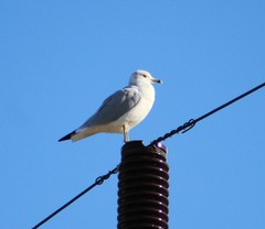 Larus delawarensis