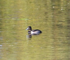 Aythya collaris
