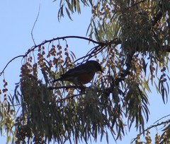 Turdus migratorius