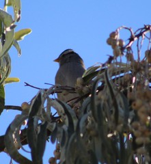 Zonotrichia leucophrys