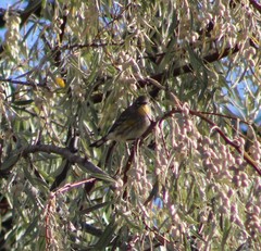 Setophaga coronata