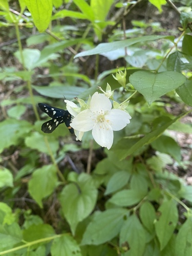 Caucasus mock orange (Philadelphus caucasicus)