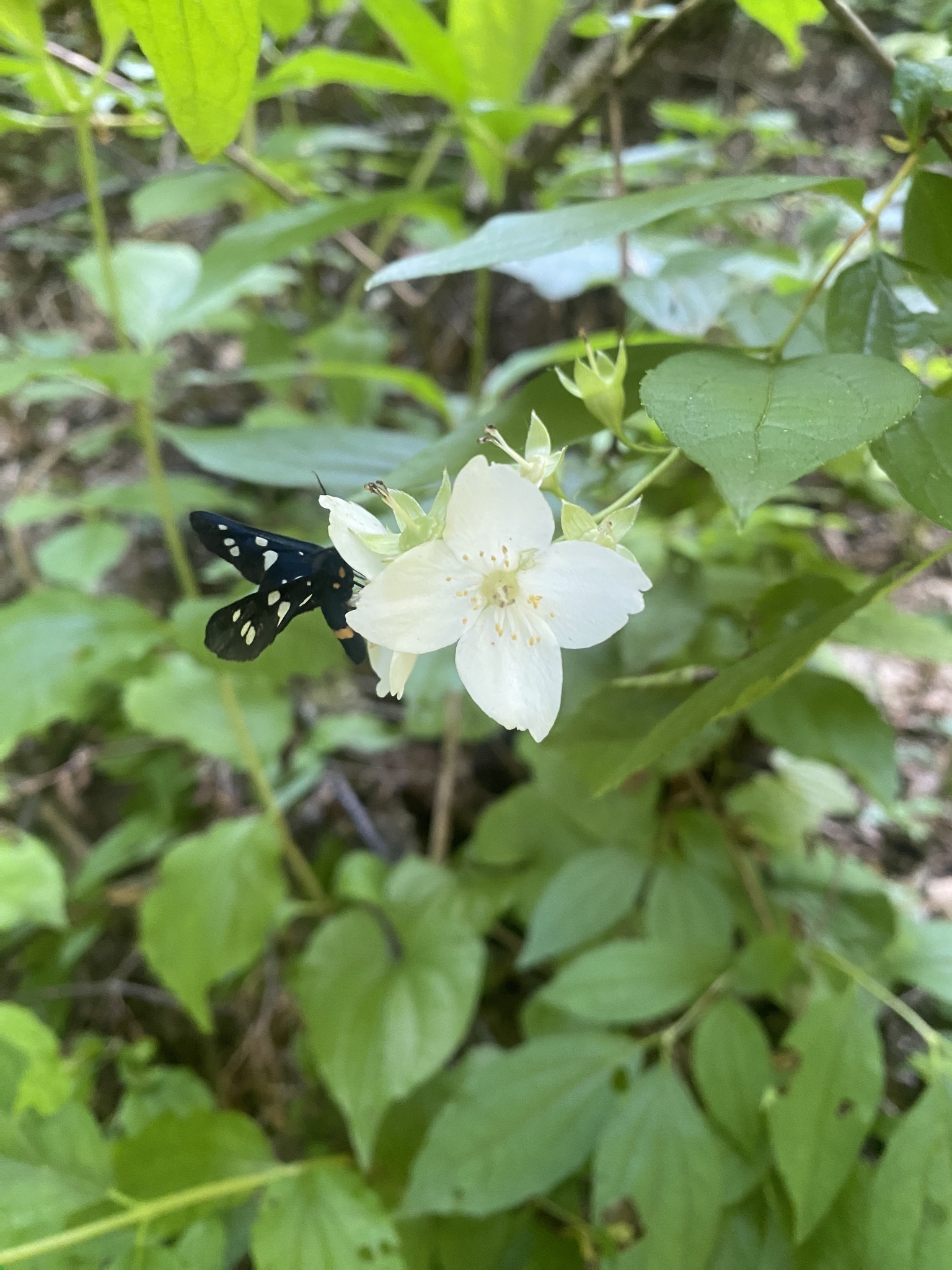 Caucasus Mock Orange (Philadelphus caucasicus)