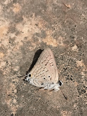 Deudorix livia