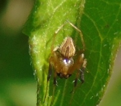 Acacesia hamata