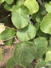 Actinidia