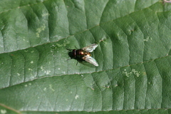 Pyrellia vivida