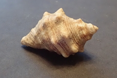 Stramonita biserialis