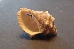 Stramonita biserialis