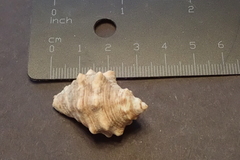 Stramonita biserialis