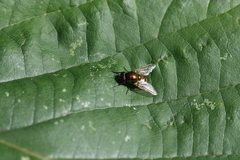 Pyrellia vivida