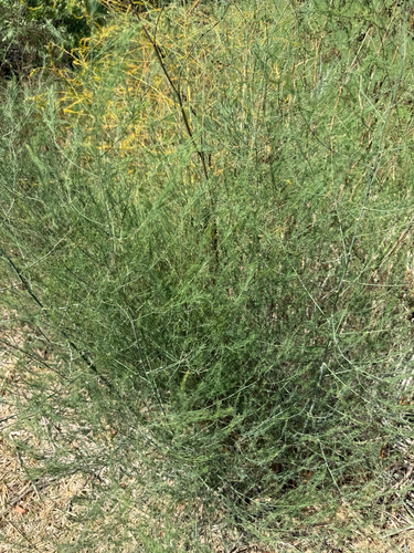iNaturalist observation photo of wild asparagus