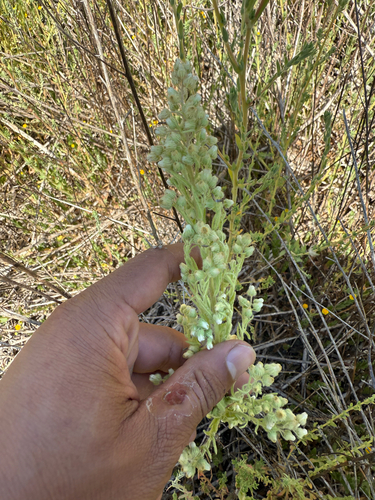 iNaturalist observation photo of Coulter's horseweed
