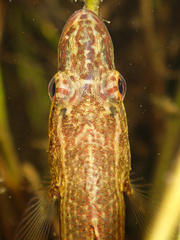 Striped Crazy Fish photo 2