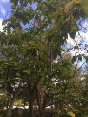 Catalpa