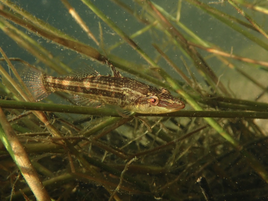 Striped Crazy Fish (Butis gymnopomus)