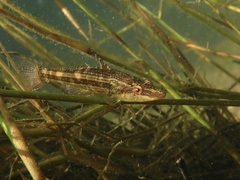 Striped Crazy Fish photo 1