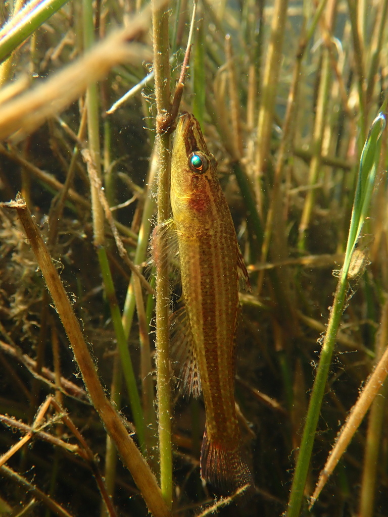 Striped Crazy Fish (Butis gymnopomus)