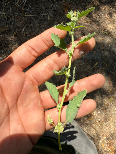 iNaturalist observation photo of sprawling saltbush